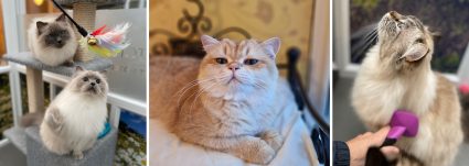 Luxury cat boarding with individual care 