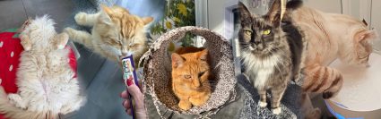 Longcroft Cats Hot Weather Guide