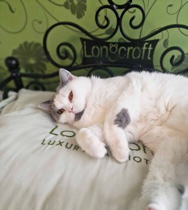 Luxury cat bed