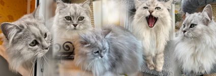 Siberian Cats at Longcroft