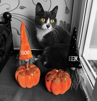 Halloween Cat